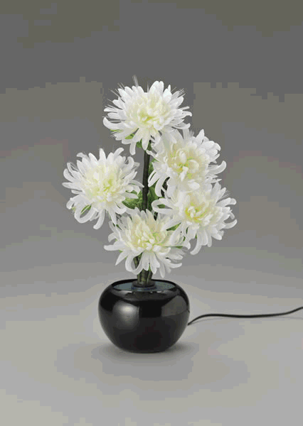 グランドルミナス白菊